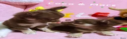 Chihuahua dogs for sale: 🔥 Adorable long-haired Chihuahua puppies for sale in London - Advert 13