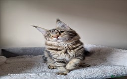 Maine Coon cats for sale: 🎀Females- MAINE COON🎀 - Advert 5