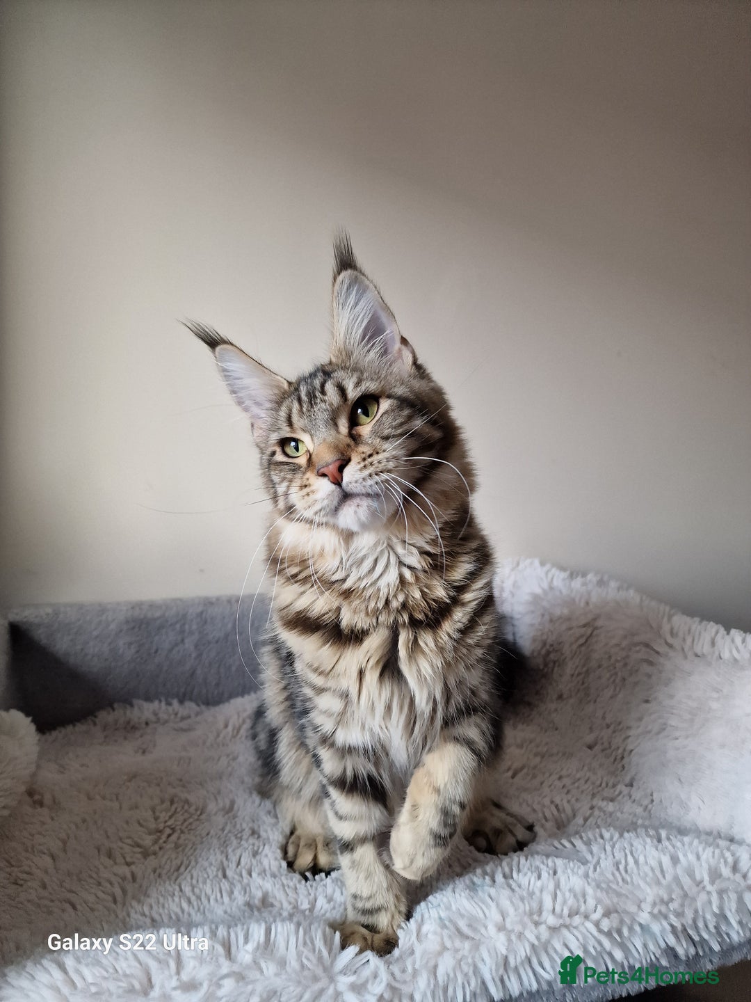 Maine Coon cats for sale: 🎀Females- MAINE COON🎀 - Advert 5