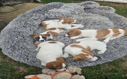 Jack Russell dogs for sale: Pure jack russell puppies  - Image 14