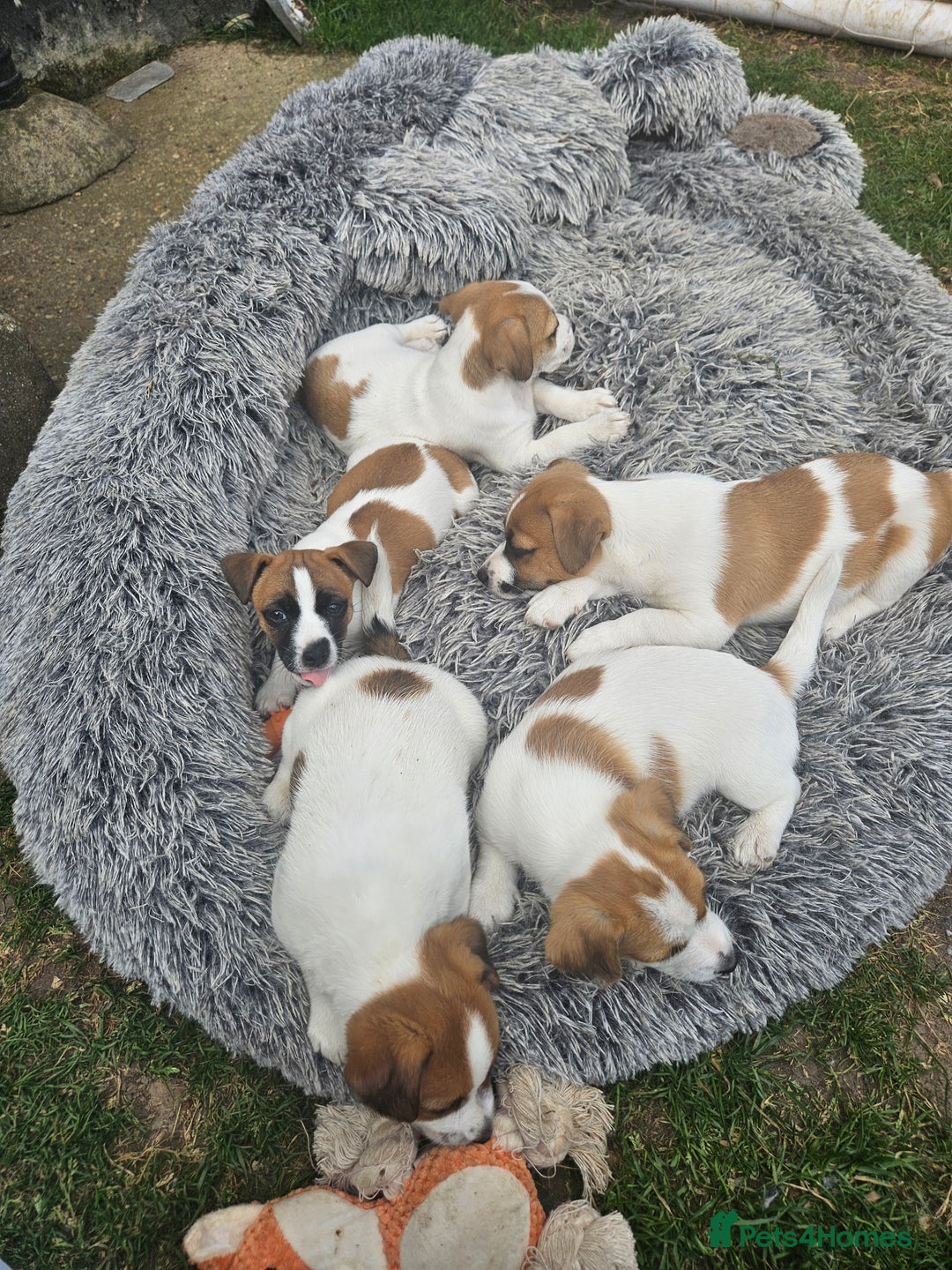 Jack Russell dogs for sale: Pure jack russell puppies  - Image 14