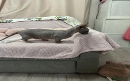 Sphynx cats for sale: Bambino blue girl  - Image 1