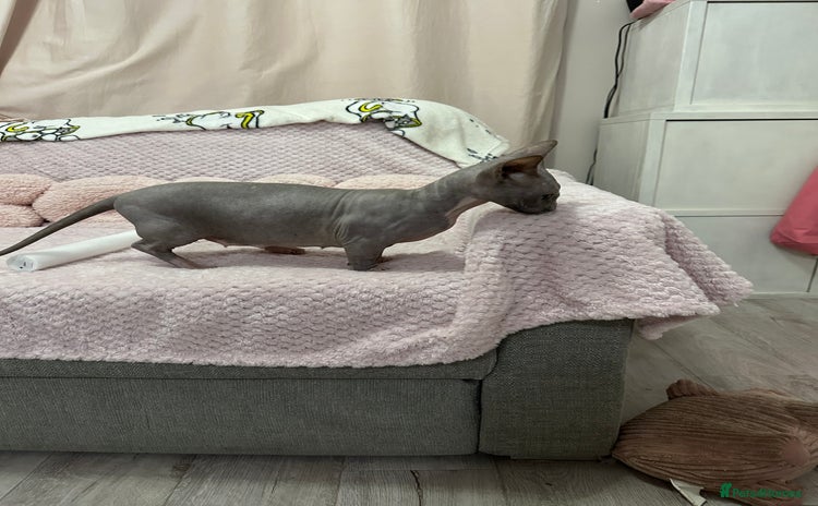 Sphynx cats - Advert 1