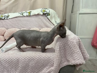 Sphynx cats Bambino blue girl - Advert 6