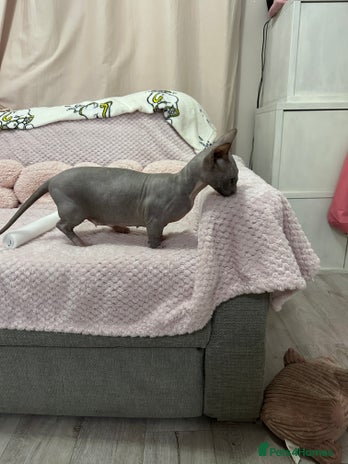 Sphynx cats - Advert 1