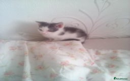 Mixed Breed cats for sale: 7 kittens are ready to go now  - Image 4
