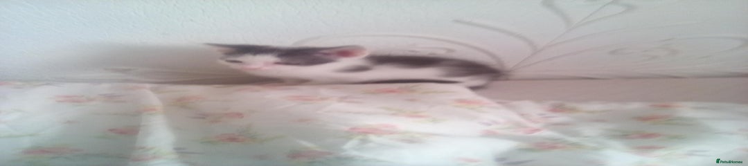 Mixed Breed Kitten 2