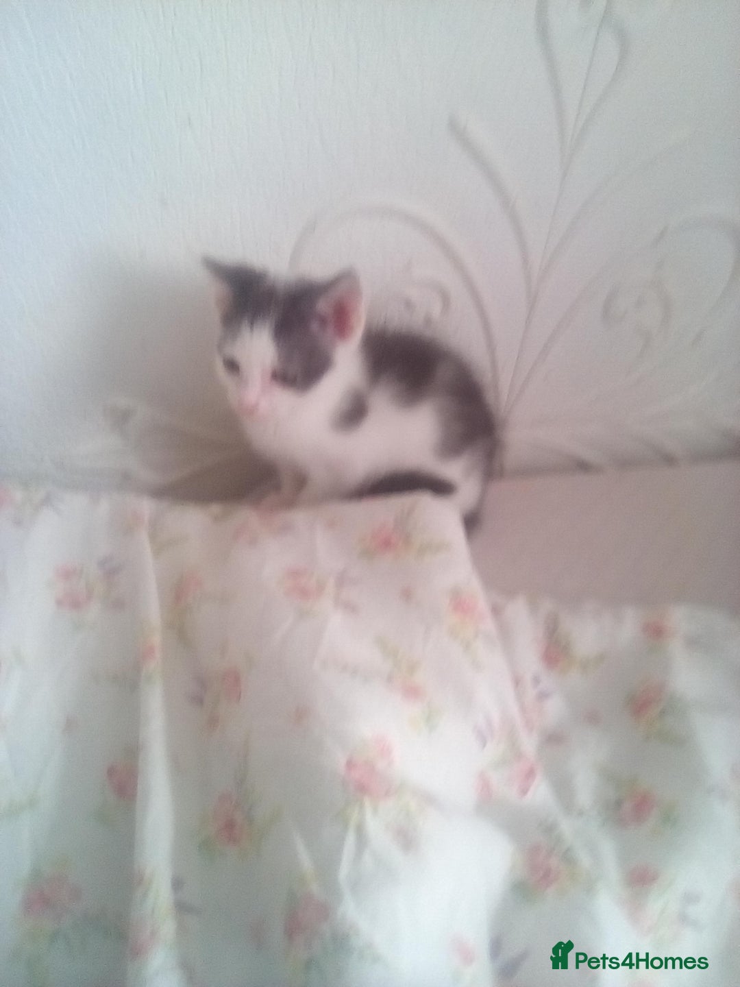 Mixed Breed cats for sale: 7 kittens are ready to go now  - Image 4