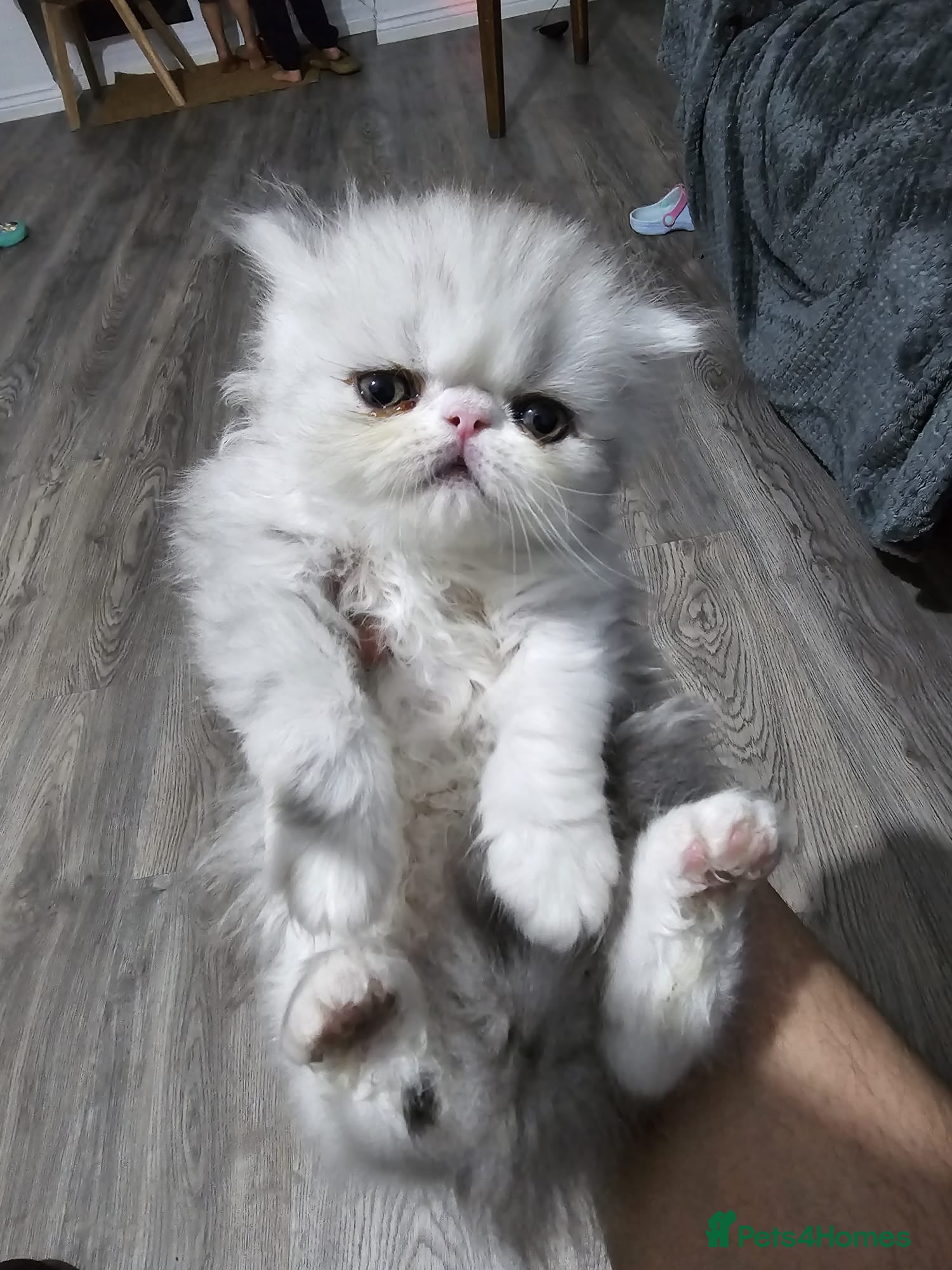 Persian cats PIKKI FACE PERSIAN KITTENS - WINNER BLOODLINE - Advert 7