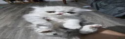 Persian cats for sale: PIKKI FACE PERSIAN KITTENS - WINNER BLOODLINE - Advert 1
