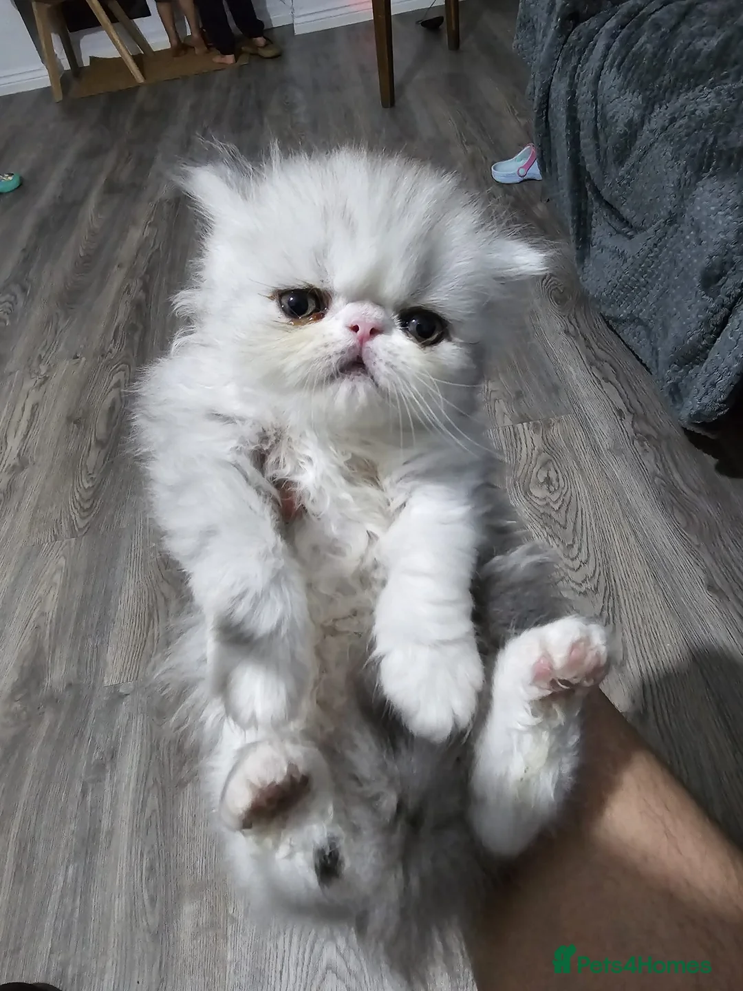 Persian cats for sale: PIKKI FACE PERSIAN KITTENS - WINNER BLOODLINE - Advert 1