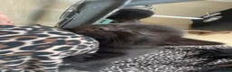 Mixed Breed cats for sale: Three black kittens  - Advert 12