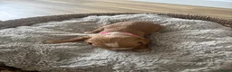 Cocker Spaniel dogs for sale: 6 Beautiful Cocker Spaniel Pups - Advert 9
