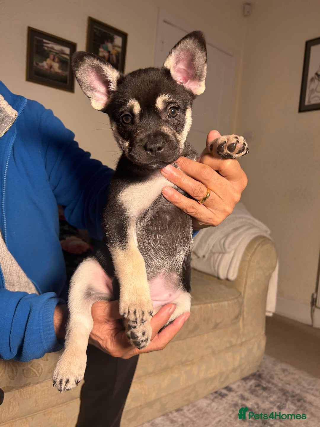 Mixed Breed dogs for sale: Gorgeous Alpha female pup  - Advert 3