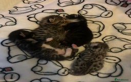 Bengal cats for sale: Beautiful Bengal kittens  - Image 6