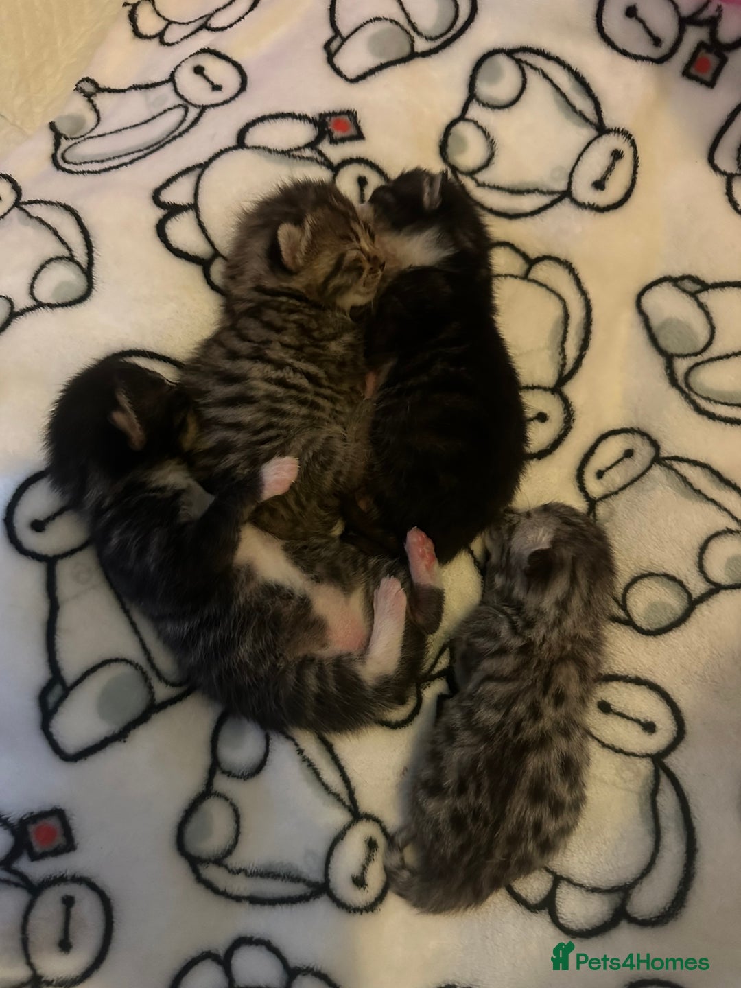 Bengal cats for sale: Beautiful Bengal kittens  - Image 6