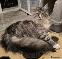 Maine Coon cats - Advert 6