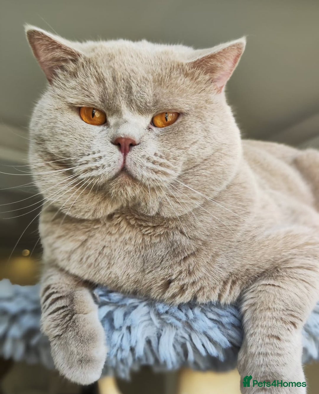 British Shorthair cats for sale: Beautiful Lilac British Shorthair Male Kitten - Advert 5