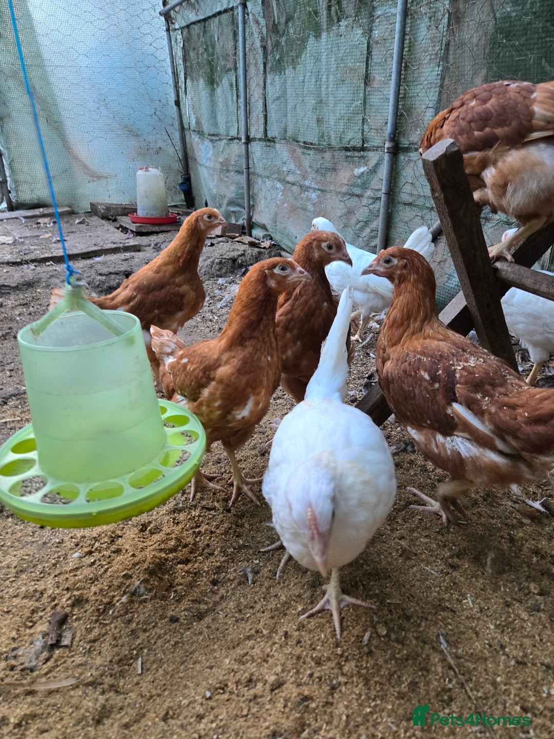 Chickens poultry for sale: Whitestars and Bovan Browns  - Advert 2