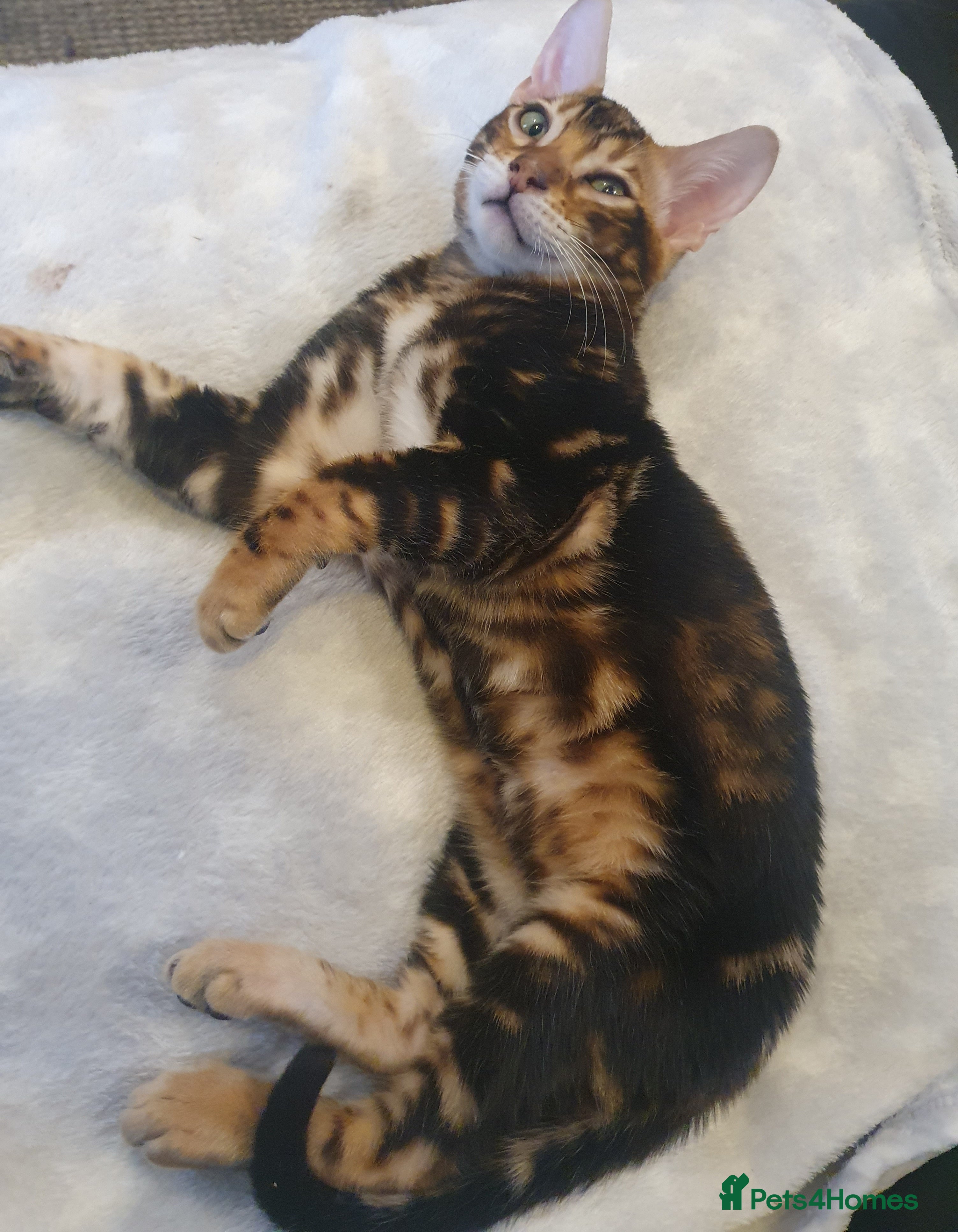 Bengal cats Pedigree Bengal Kittens - Advert 3