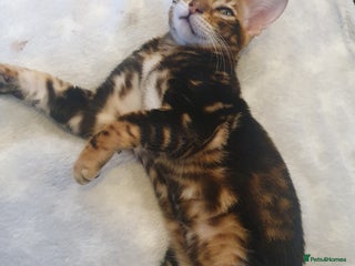 Bengal cats Pedigree Bengal Kittens - Advert 6