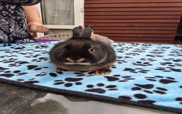 Netherland Dwarf rabbits for sale: 2 male bucks ready for forever homes - Image 7