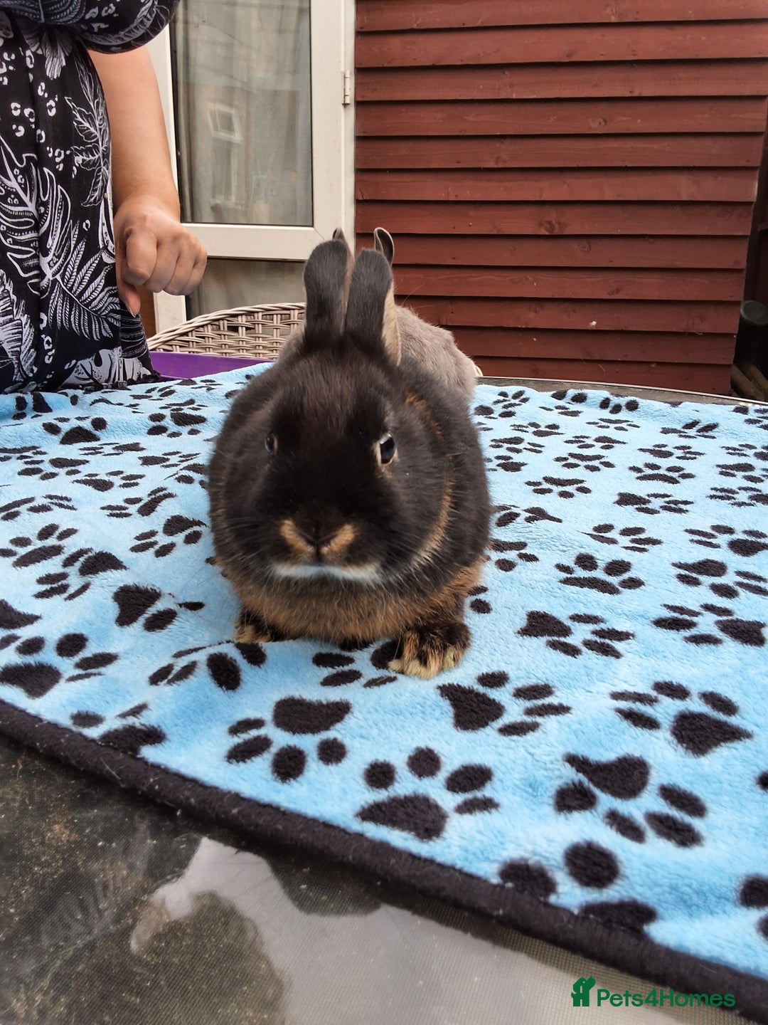 Netherland Dwarf rabbits for sale: 2 male bucks ready for forever homes - Image 7