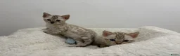 Bengal cats for sale: Out standing TICA reg Bengal Kittens  - Advert 6