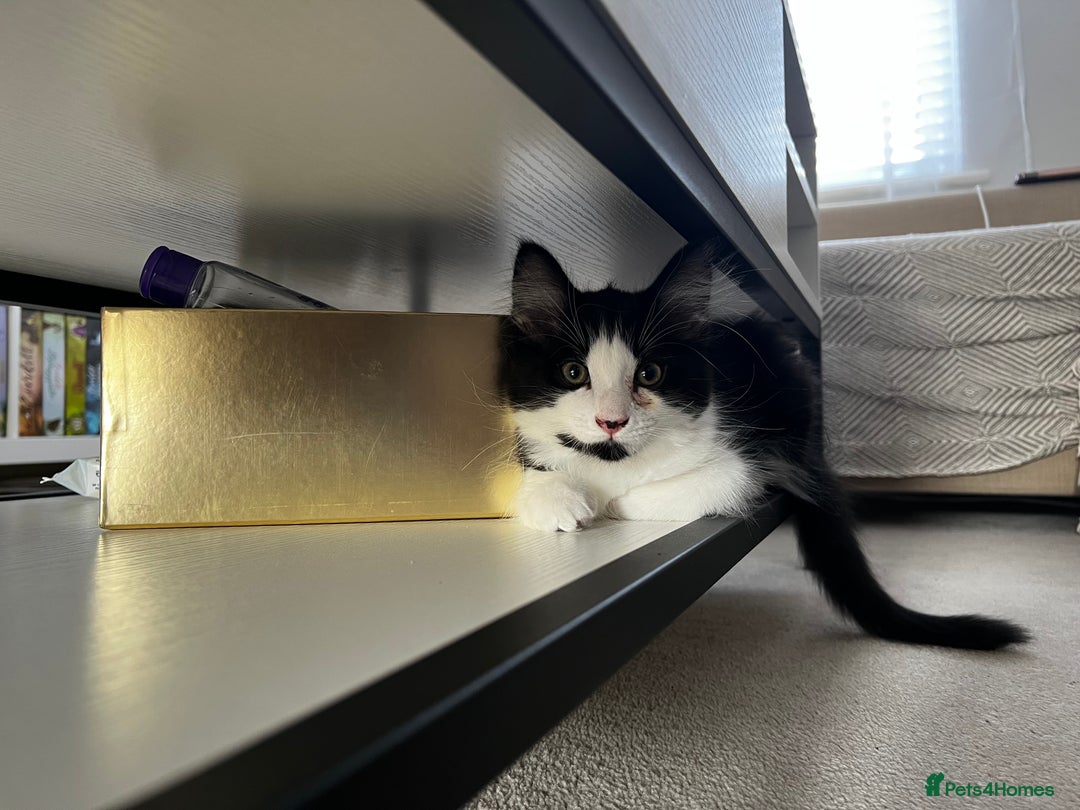Domestic Shorthair cats for sale: Cute kittens for sale - Image 12