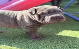 Shar Pei dogs for sale: Shar Pei Puppy 1 - Male Blue Chinese Shar pei  - Image 1