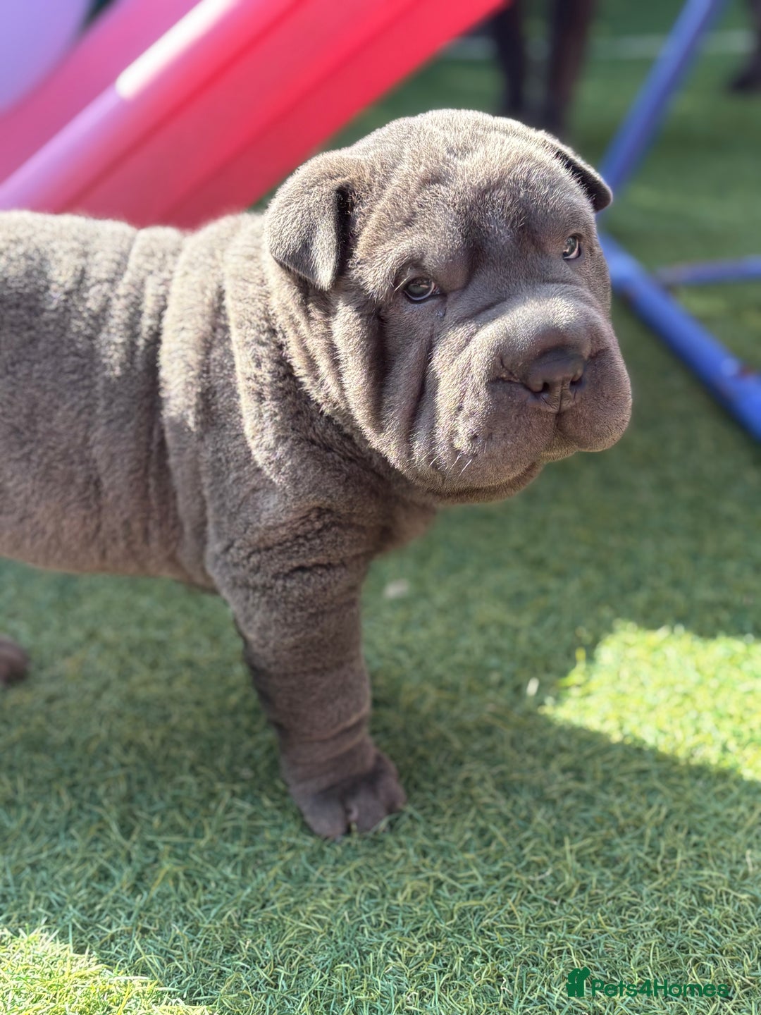 Shar Pei dogs for sale: Shar Pei Puppy 1 - Male Blue Chinese Shar pei  - Image 1