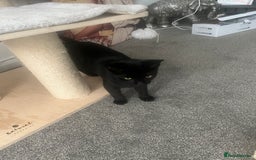 Siamese cats for sale: Siamese cross breeds  - Image 5