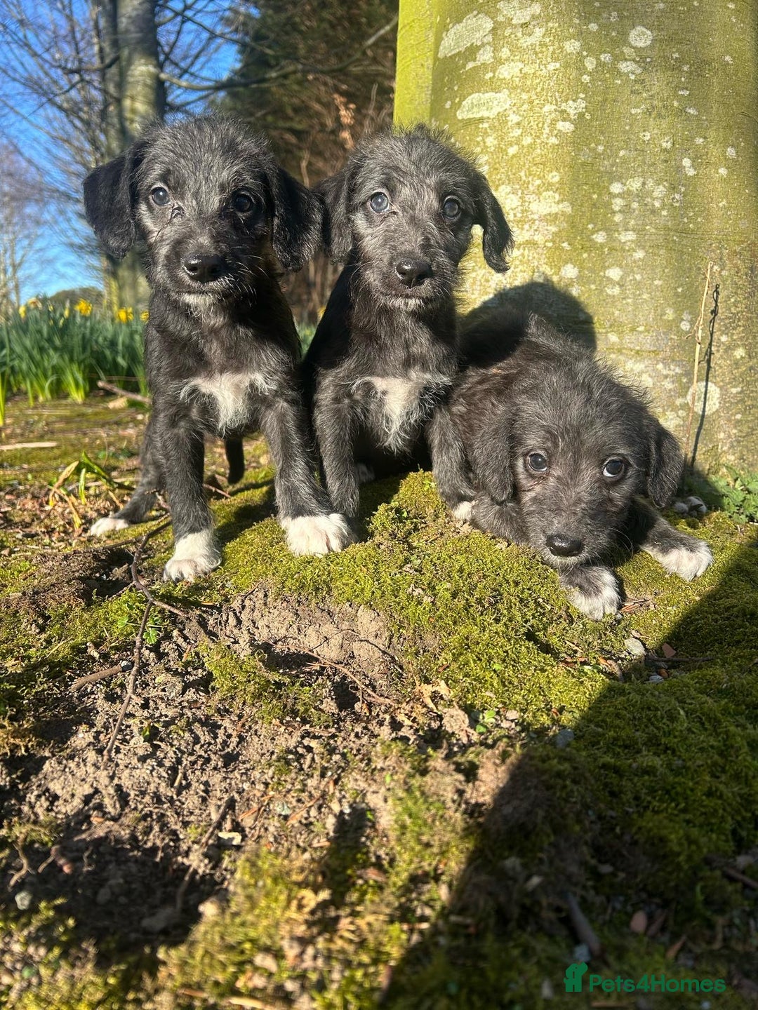 Terrier Whippet Gumtree Bedlington Terrier Animal Whippet Gumtree  Classifieds Gumtree Australia Pets Whippet, image size:1080x1440