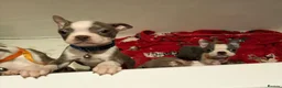 Boston Terrier dogs for sale: Boston Terrier  - Advert 14