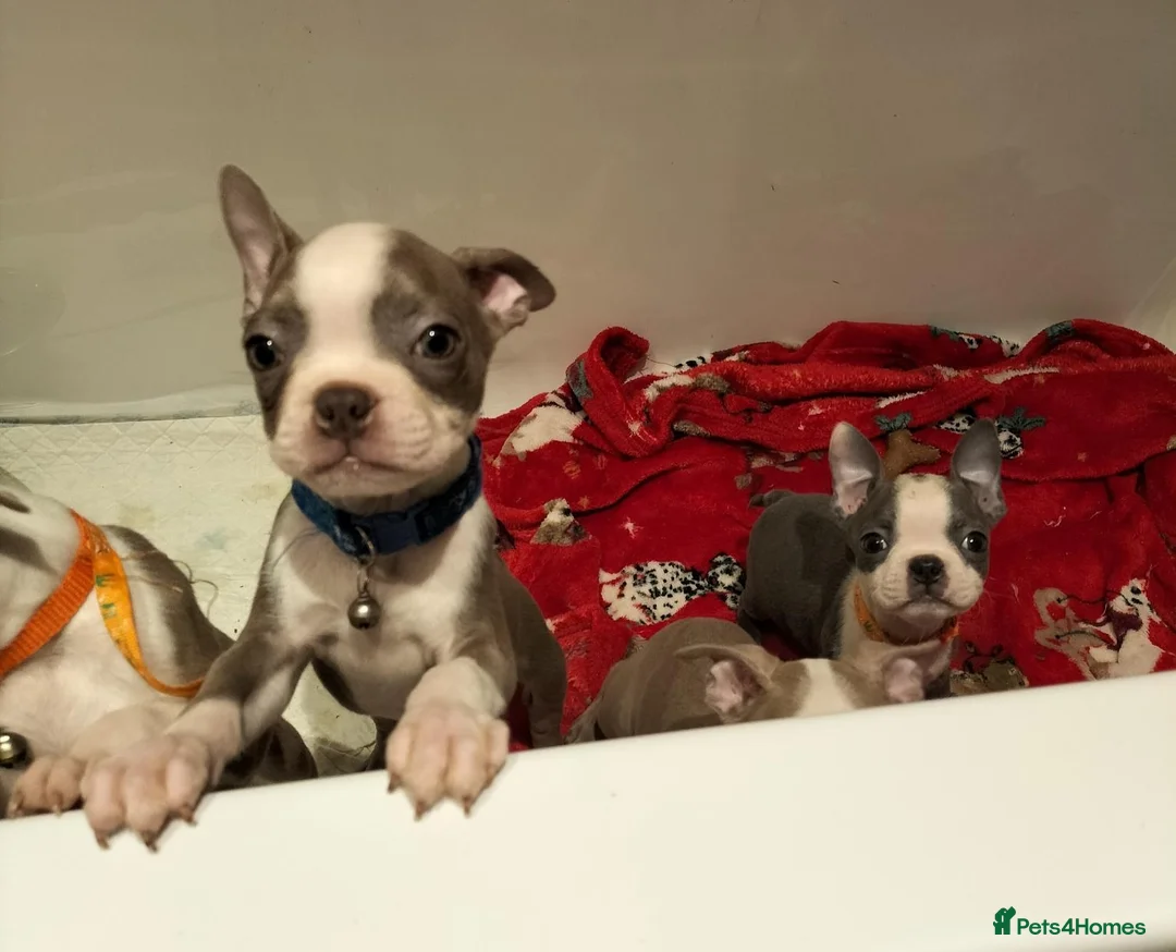 Boston Terrier dogs for sale: Boston Terrier  - Advert 14