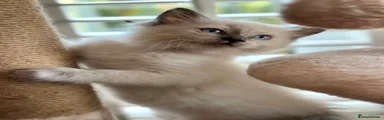 Ragdoll 2