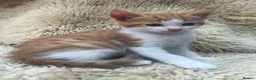 Mixed Breed cats for sale: Gorgeous ginger kittens - Advert 13