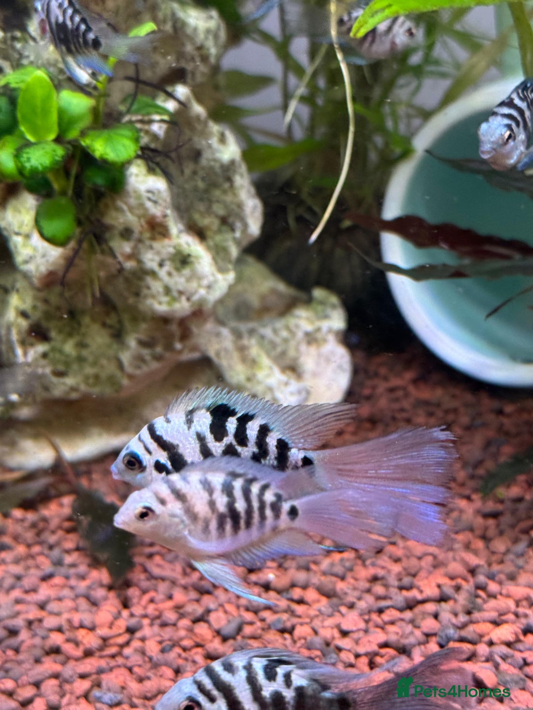 Cichlids fish for sale: Polar Blue Cichlids – Including Rare Long-Fin - Advert 8
