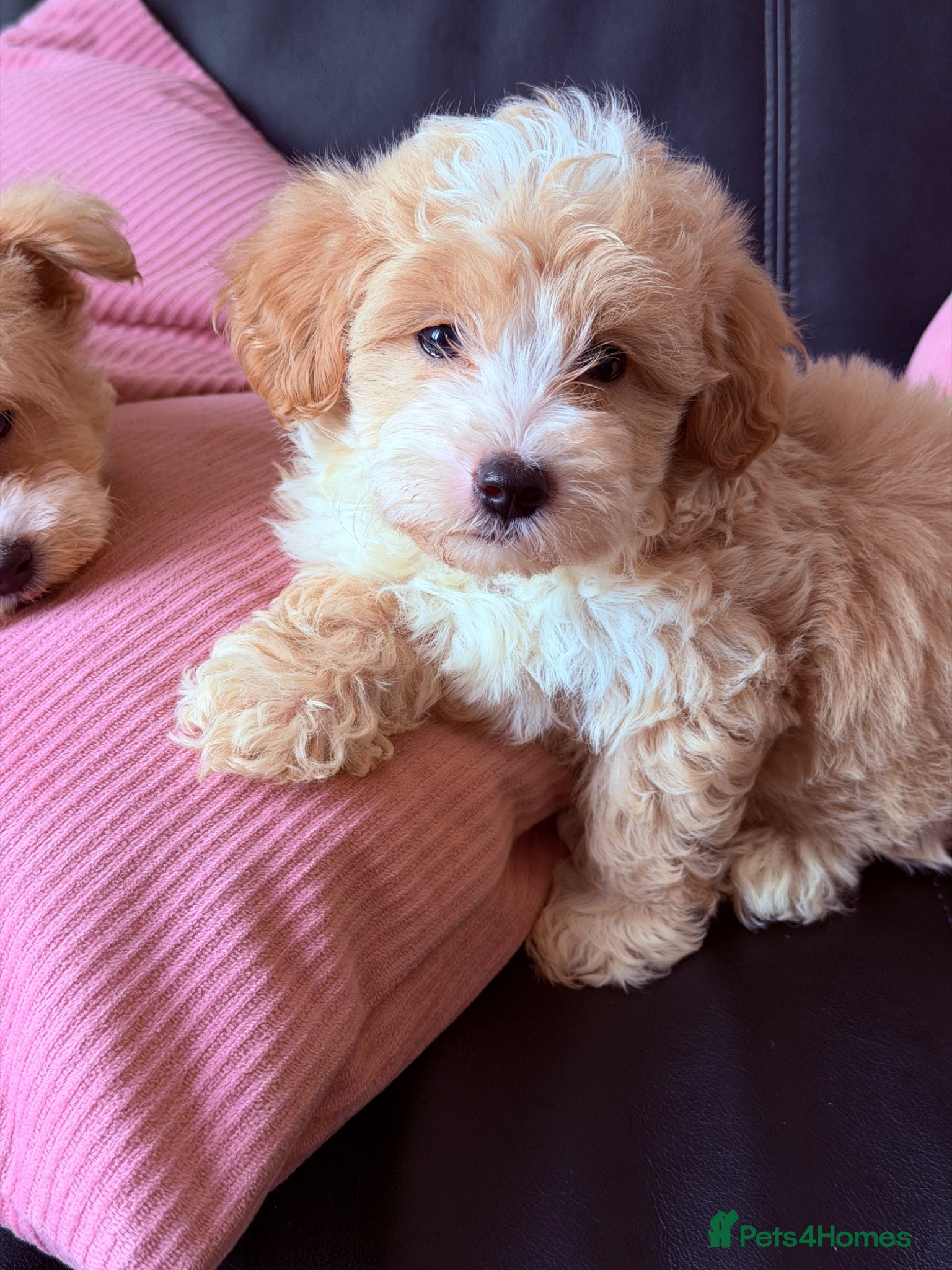 Maltipoo dogs Beautiful Maltipoo puppies for sale 🐶❤️ - Advert 6