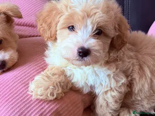 Maltipoo dogs Beautiful Maltipoo puppies for sale 🐶❤️ - Advert 6