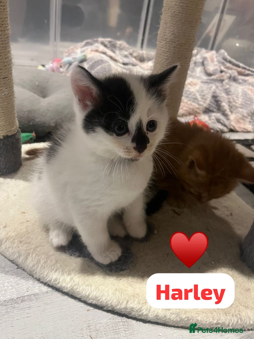 Mixed Breed cats for sale: 🐾 8 Beautiful kittens….🩵🩷 - Advert 23