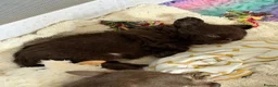 Chihuahua dogs for sale: Beautiful chocolate long-coat boy 🍎  - Advert 6
