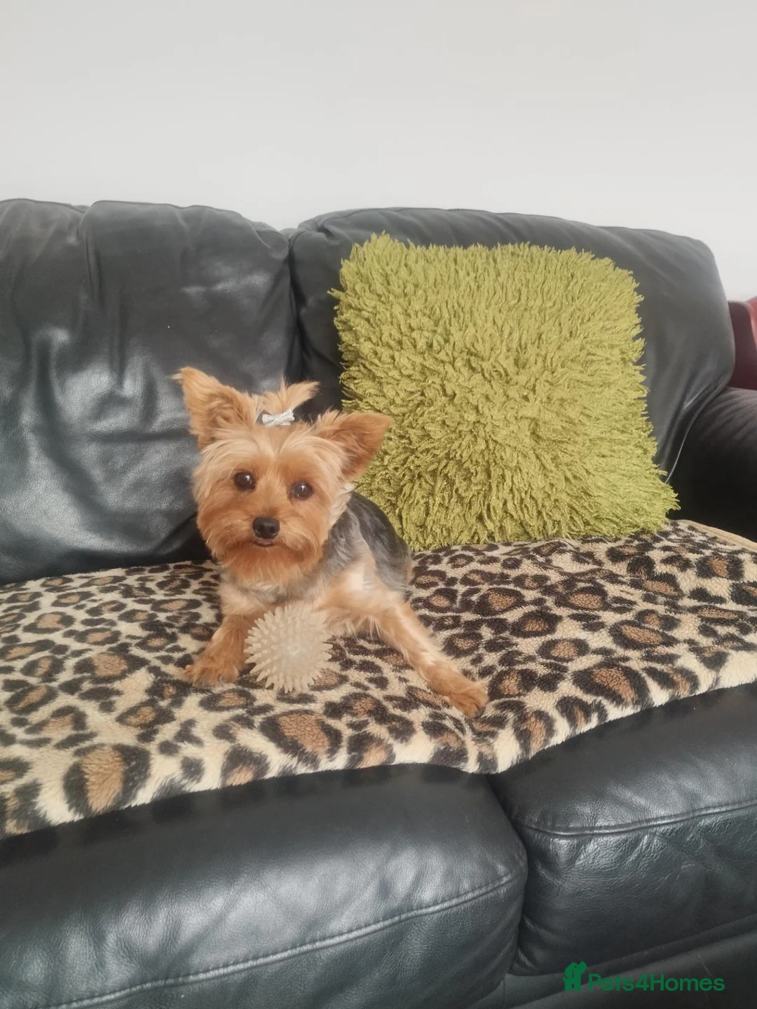 Yorkshire Terrier dogs for sale: 3 lovely little Boys - Advert 2