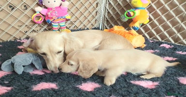 Miniature Dachshund dogs - Advert 3