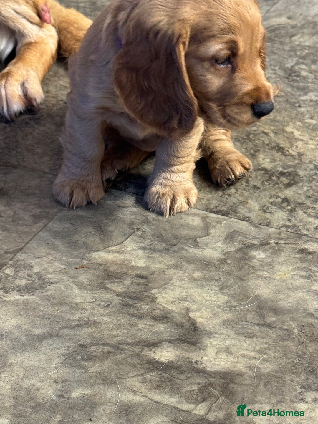 Cocker Spaniel dogs for sale: Cocker spaniel puppies  - Advert 7