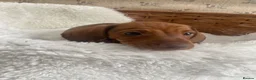 Miniature Dachshund dogs for sale: Miniature dapple dachshund puppies for sale  - Advert 6
