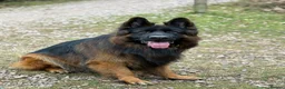 German Shepherd dogs for stud: Long hair KC registered Stud - Advert 5