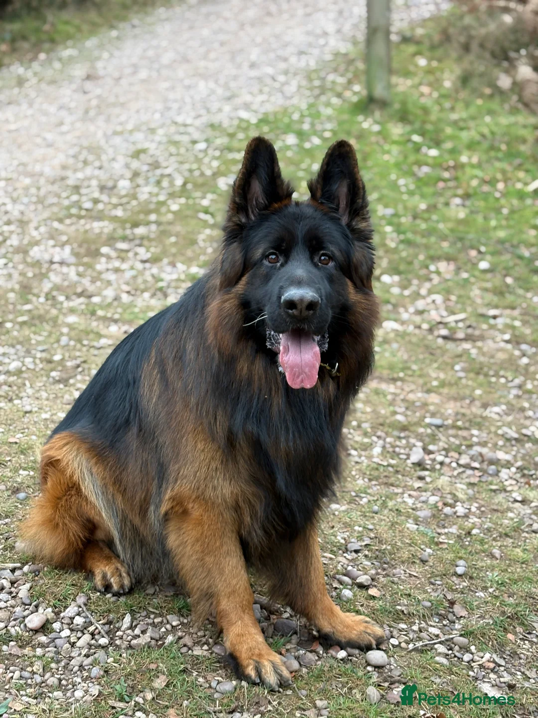 German Shepherd dogs for stud: Long hair KC registered Stud - Advert 5