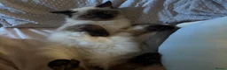 Ragdoll cats for sale: One male ragdoll for sale flame point  in Hereford - Advert 6