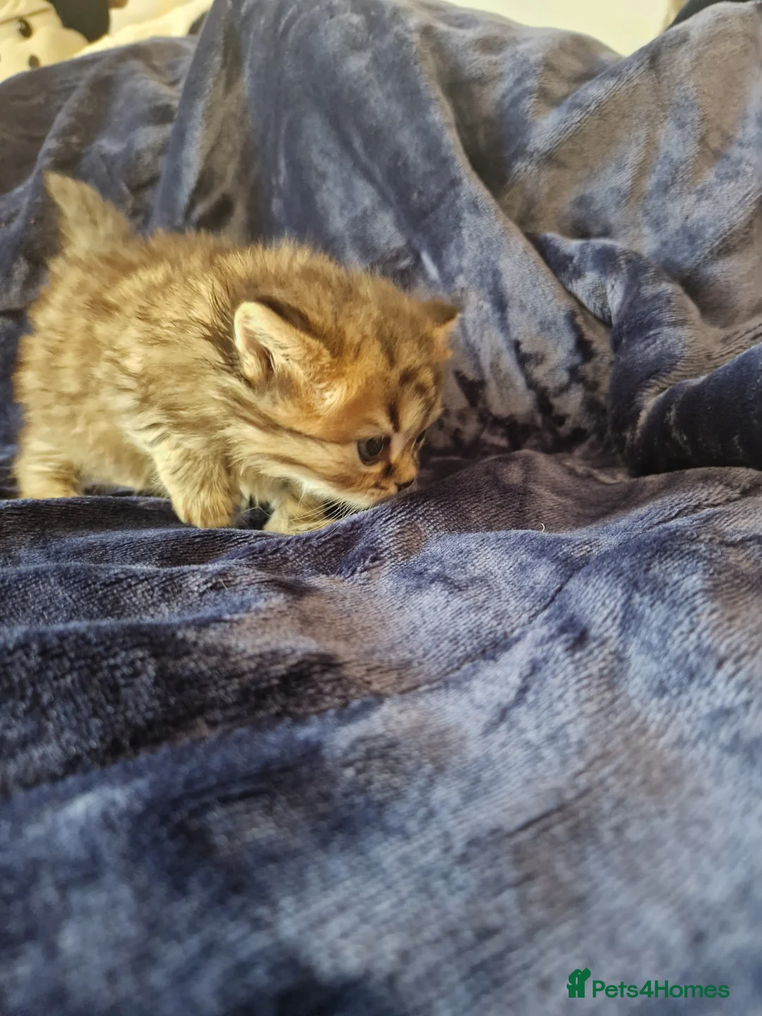 Scottish Fold cats for sale: Stunning Scottish fold straight kitten - Advert 2
